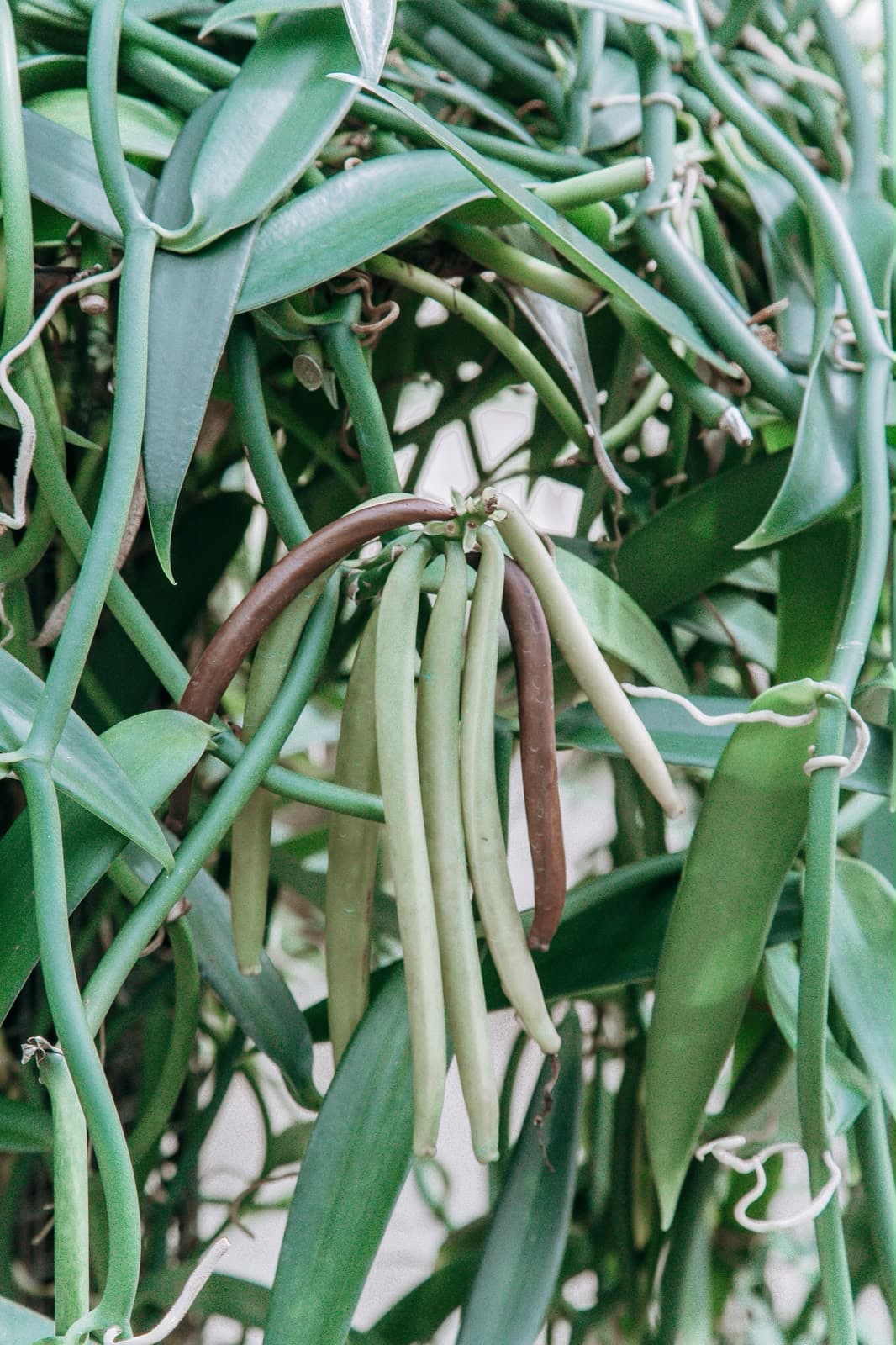 Gousses de vanille verte de Taha'a en maturation sur la liane de Vanilla tahitensis