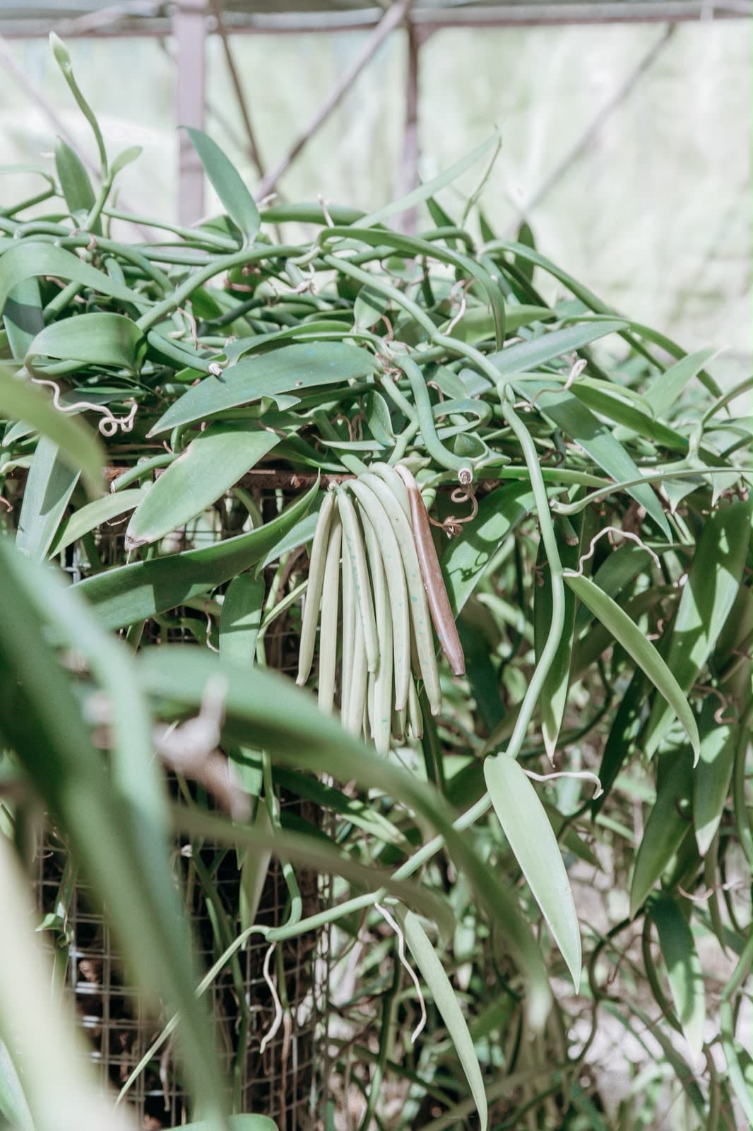 Bouquet de gousses de vanille verte suspendues à la liane dans la plantation de Taha'a