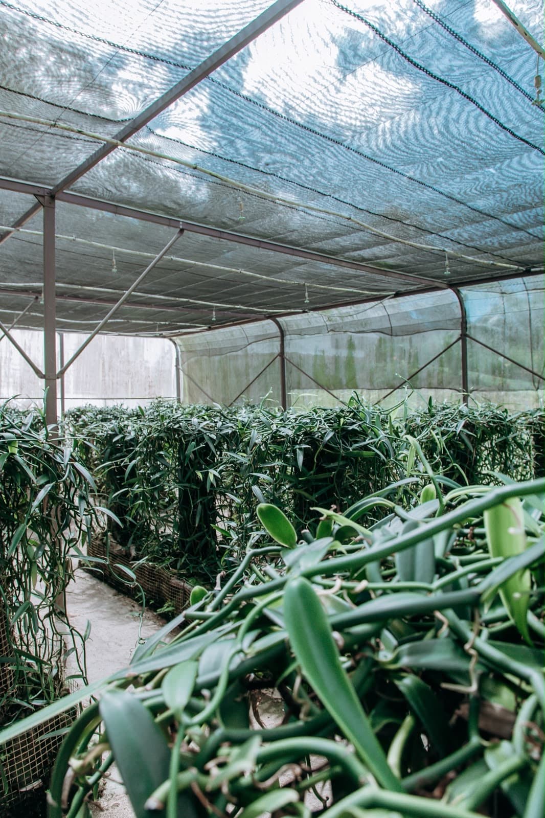 Rangées de lianes de vanille sous la serre ombragée d'une plantation de Taha'a